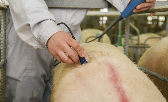 We measure the backfat thickness of sows in order to determine whether or not their condition is optimal for farrowing