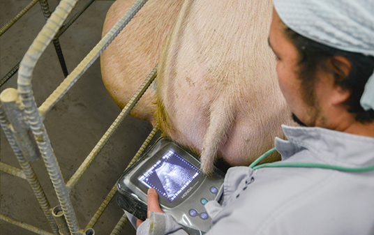 The use of specialized equipment to confirm pregnancy at an early stage is one of the many important tasks that ensure the sound management of our farms