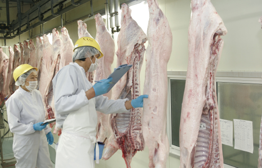 Carcasses being examined. Only meat that passes these examinations is shipped as Waton Mochibuta.