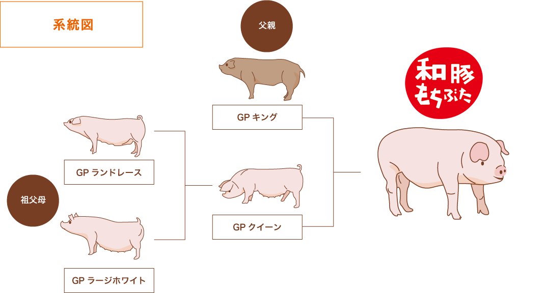 和豚もちぶた系統図